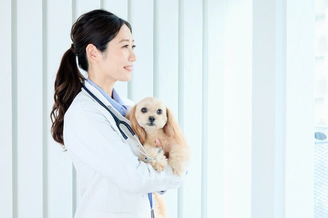 ワンコに話しかけて涙する人も…病院の「セラピー犬」が医療者のメンタルを改善