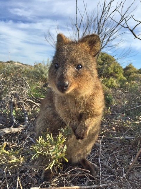 野生の珍獣に出合える海外スポット12選 後編 かわいいカピバラから巨大アザラシまで 地球の歩き方ニュース レポート ダイヤモンド オンライン