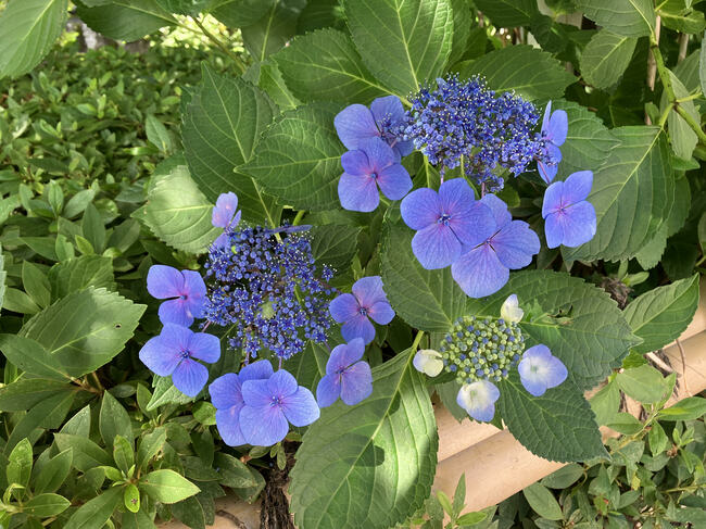 日本の原生種「額紫陽花」。真ん中にある粒状の小さな花が真花