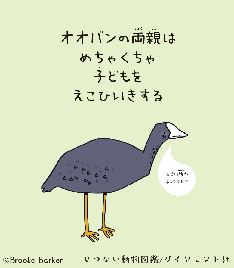 鳥の子育ては、人間より残酷？オオバンの「ドＳすぎる教育方針」とは