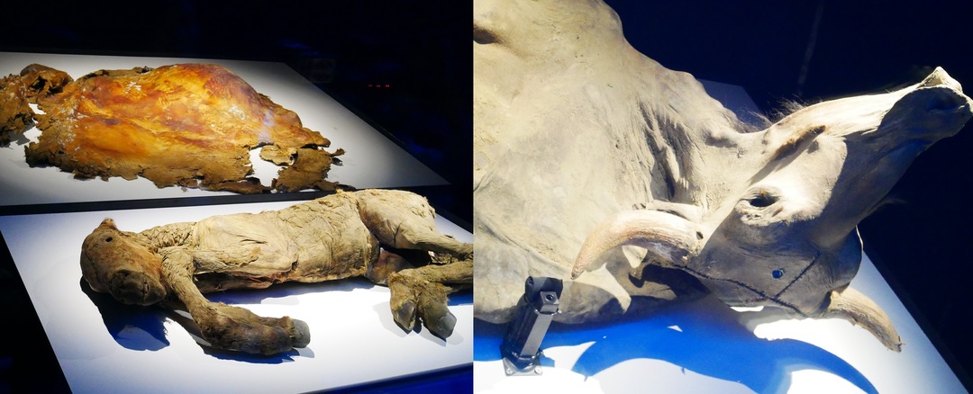 世界初が集結!話題のマンモス展のウラ側を取材