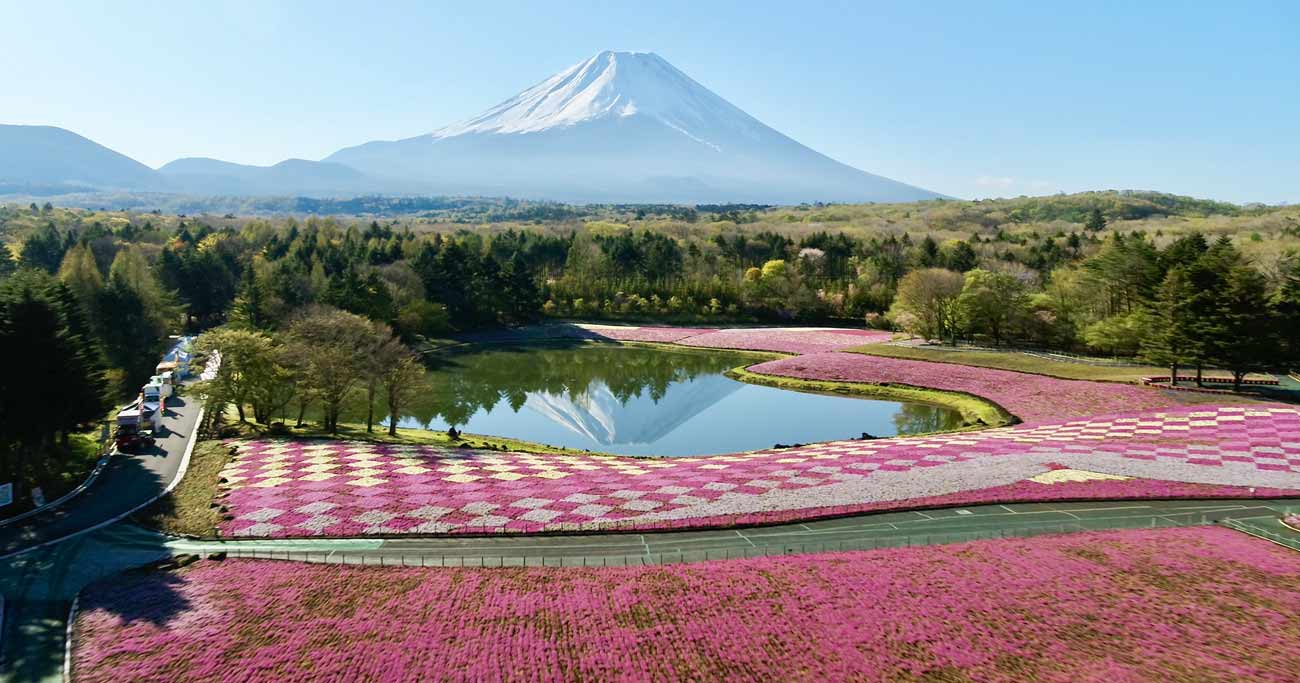 ドローンで見る日本の絶景、鮮やかな芝桜と富士山のコラボ