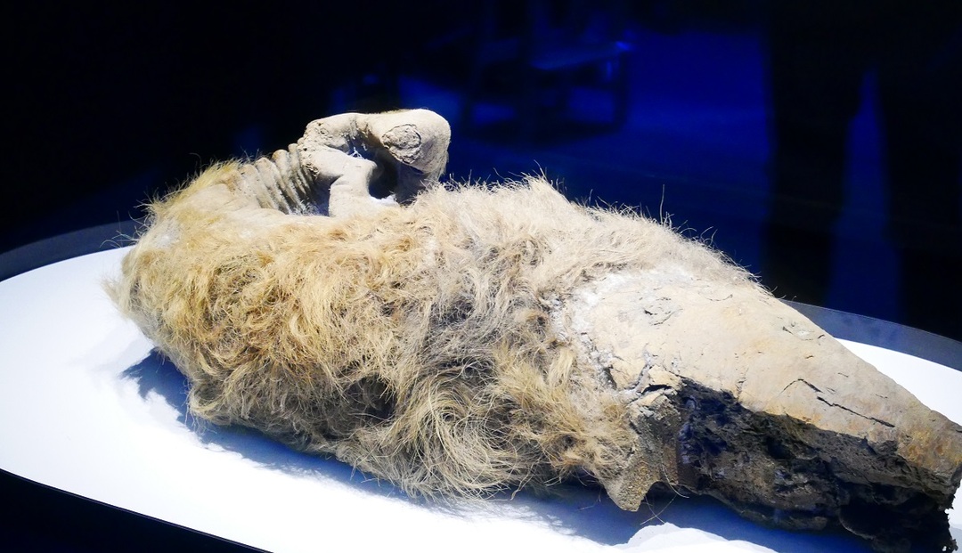 世界初が集結!話題のマンモス展のウラ側を取材