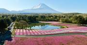 日本の絶景、鮮やかな芝桜と富士山のコラボ