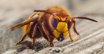 【夏のアウトドアの危険！】ハチ・蛇・クラゲに襲われたらどうする？ もしもの時の対処法