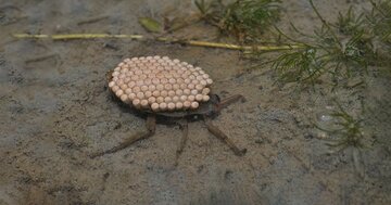 昆虫界でも「イクメン」はモテる! アピールのために「赤の他人の卵」の世話すらいとわず