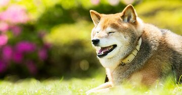 老犬の聴力低下は認知症につながる？人間と同様の研究をした結果とは