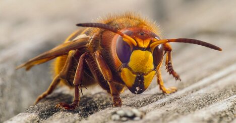 【夏のアウトドアの危険！】ハチ・蛇・クラゲに襲われたらどうする？ もしもの時の対処法