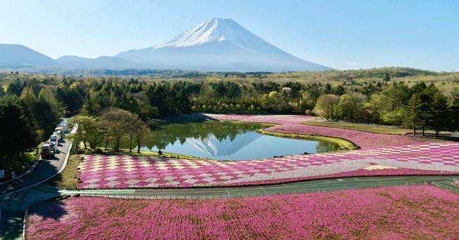 富士芝桜まつり／絶景の芝桜と富士山