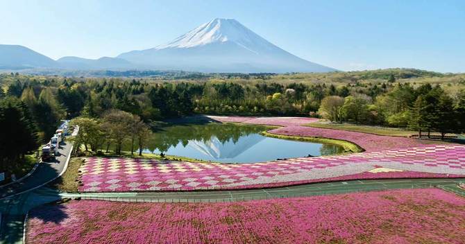 富士芝桜まつり/絶景の芝桜と富士山