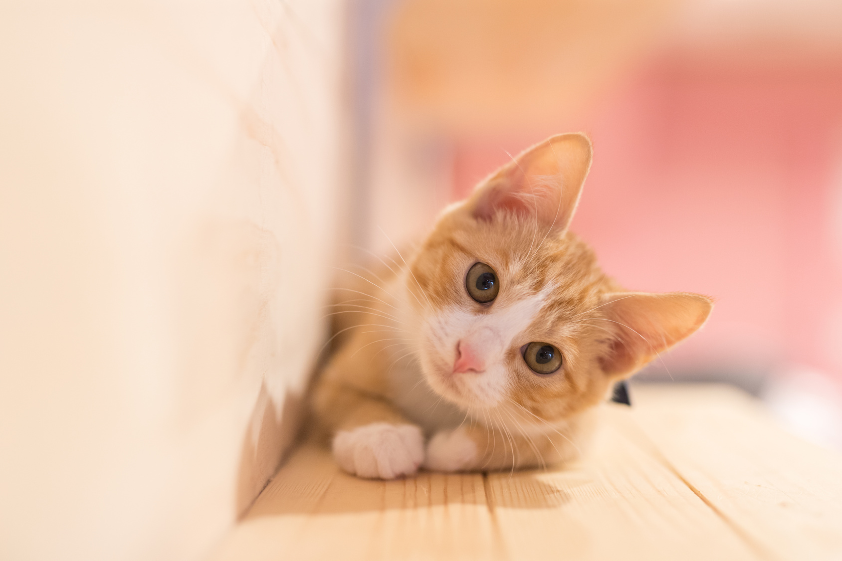 「猫がかわいそうだから工事やめろ」常識はずれなクレーム2選と駆逐策の“リーサル・ウェポン”