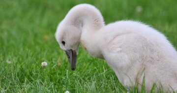 【投資で成功するカギ】みにくいアヒルの子を見つけられるか?