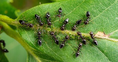 「アリはしゃべるぞ!!」研究者たちが衝撃…巣穴で交わされていた「ヤバい会話」