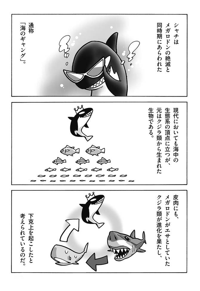 狩猟技術を教え合い 新技 も開発 シャチがどんどん賢くなっていく理由 サバイブ ダイヤモンド オンライン