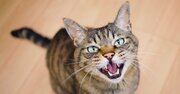 「もう限界…」ネコの「早朝ミャーミャー地獄」なぜ止まらない？「静かに眠れる人」がやっていること【獣医が解説】
