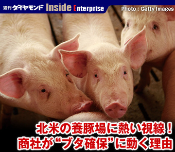 北米の養豚場に熱い視線！商社が“ブタ確保”に動く理由