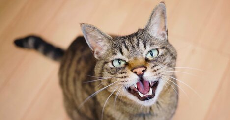 「もう限界…」ネコの「早朝ミャーミャー地獄」なぜ止まらない？「静かに眠れる人」がやっていること【獣医が解説】