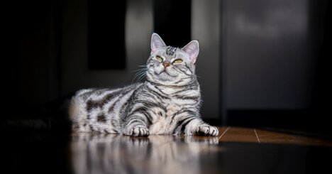 一人暮らしの動物好きをうつ病へと誘う「ペットの行動」とは