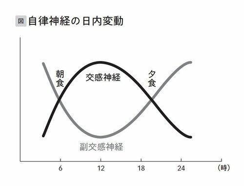 自律神経の日内変動