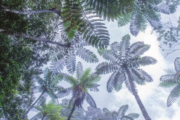 巨大な亜熱帯植物・ヒカゲヘゴが茂る